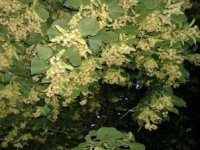 Липовый мёд » Новости Уфы, главные новости Башкортостана / Bash-Portal.Ru